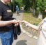 Акция «Три цвета российской славы» - Межпоселенческая библиотека